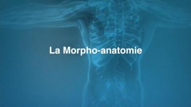 Comment lire la morpho-anatomie de chacun...